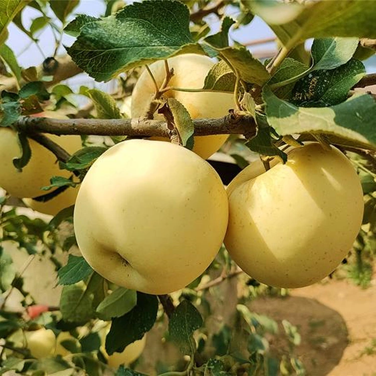 ताजे सोनेरी स्वादिष्ट सफरचंद