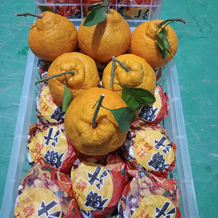 ताजे शिरनुई मंदारिन