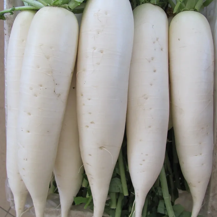 Crunchy White Radish
