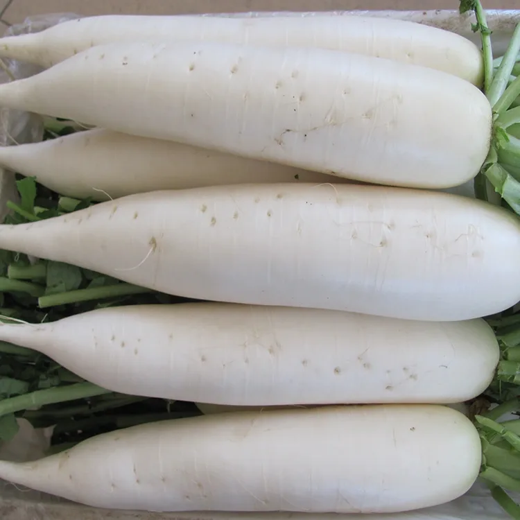 Crunchy White Radish