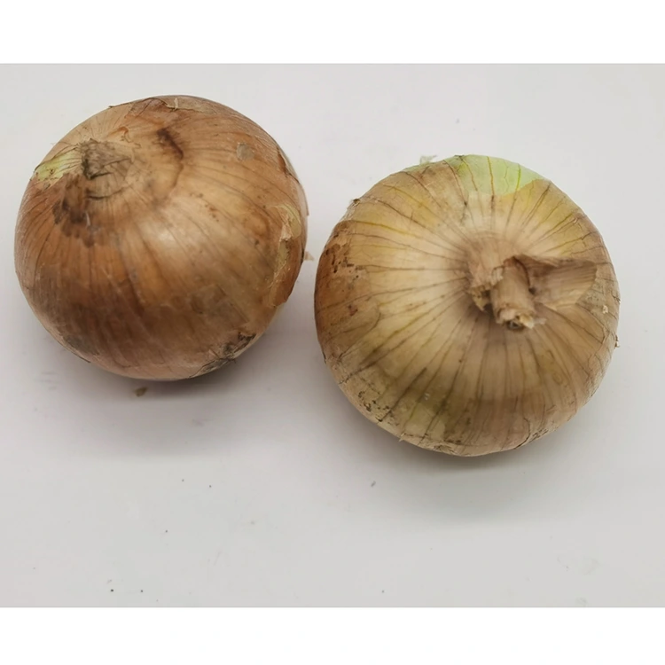 Premium Fresh Yellow Onions 