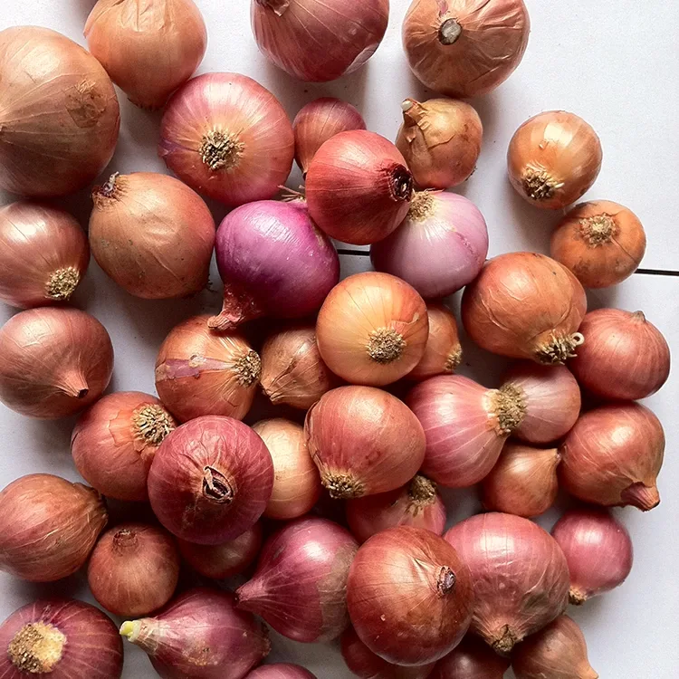 Premium Fresh Yellow Onions 