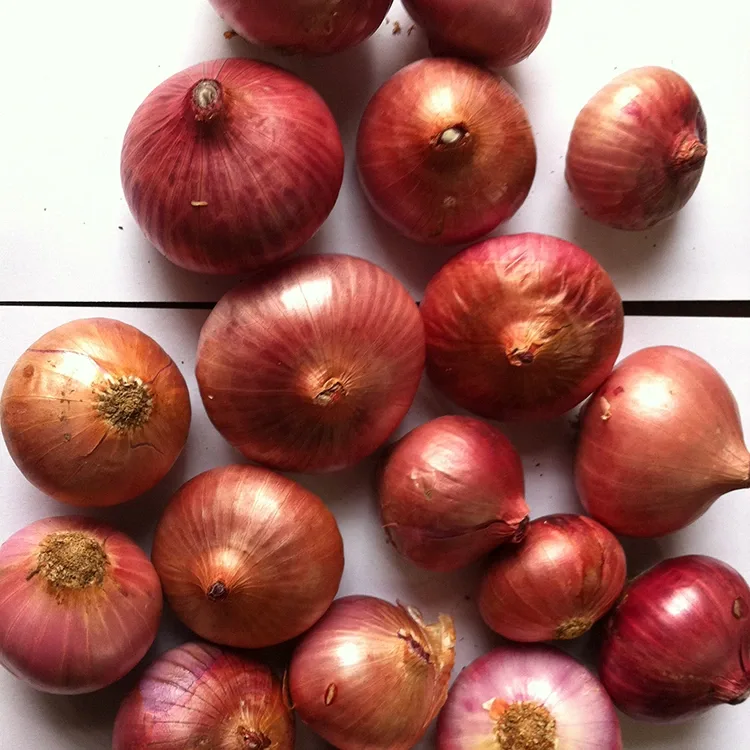 Premium Fresh Yellow Onions 